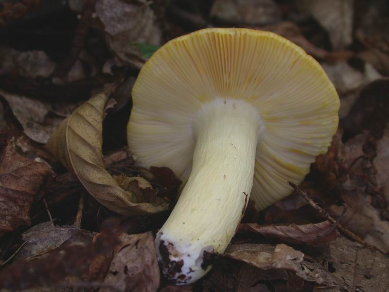 Escursione autunnale in Corsica - 3